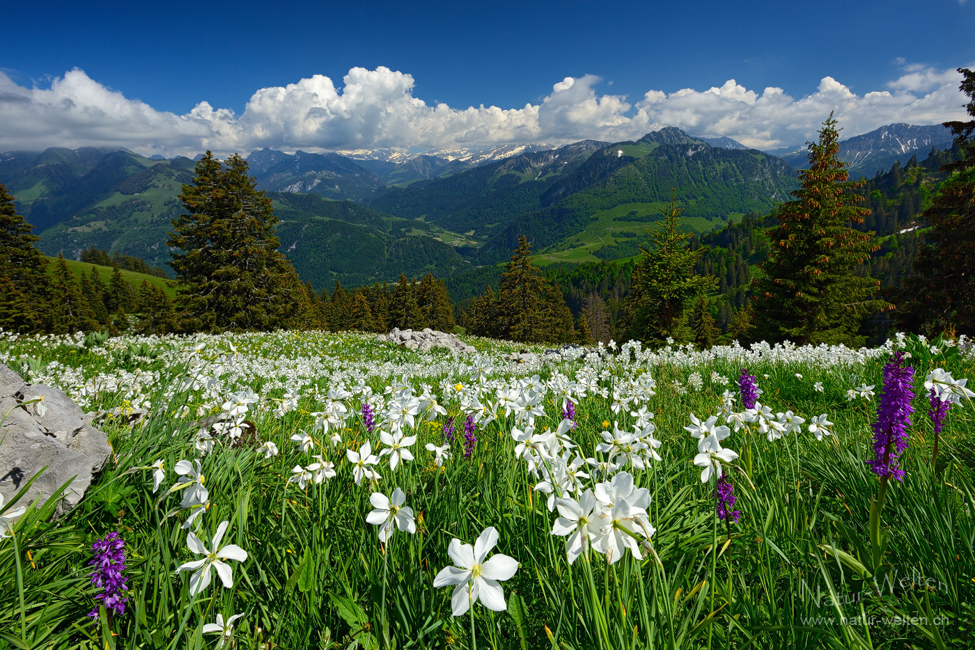 Das Gefühl Schweiz zu sein!