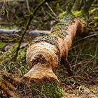 Das gefürchtete "HOLZTIER" - hab ich erwischt