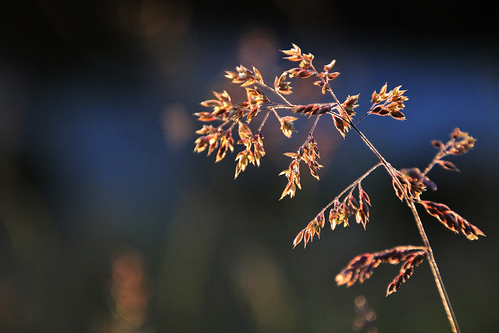 das Gegenlicht, ein Gedicht