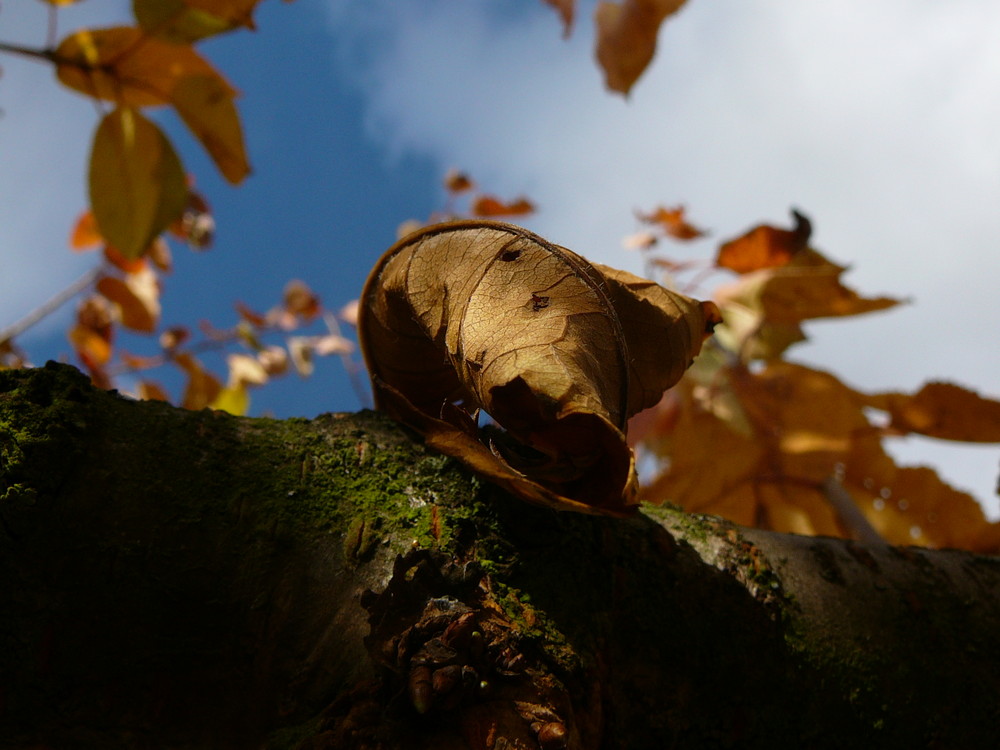 Das geheime Blatt