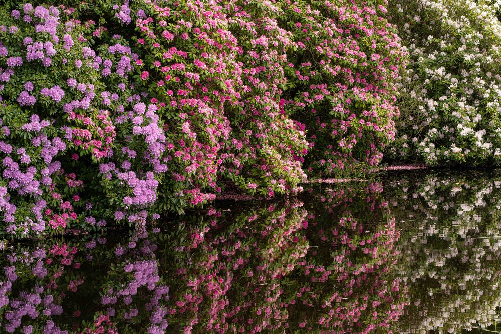 Das geheime Doppelleben der Rhododendren