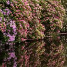 Das geheime Doppelleben der Rhododendren