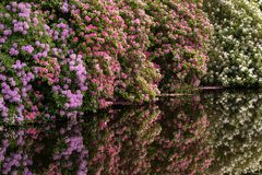 Das geheime Doppelleben der Rhododendren