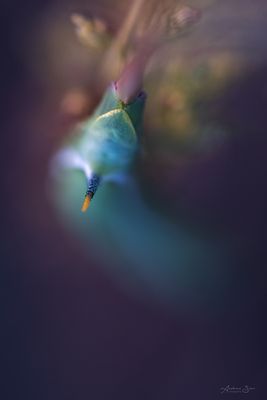 ... das Geheimnis ...