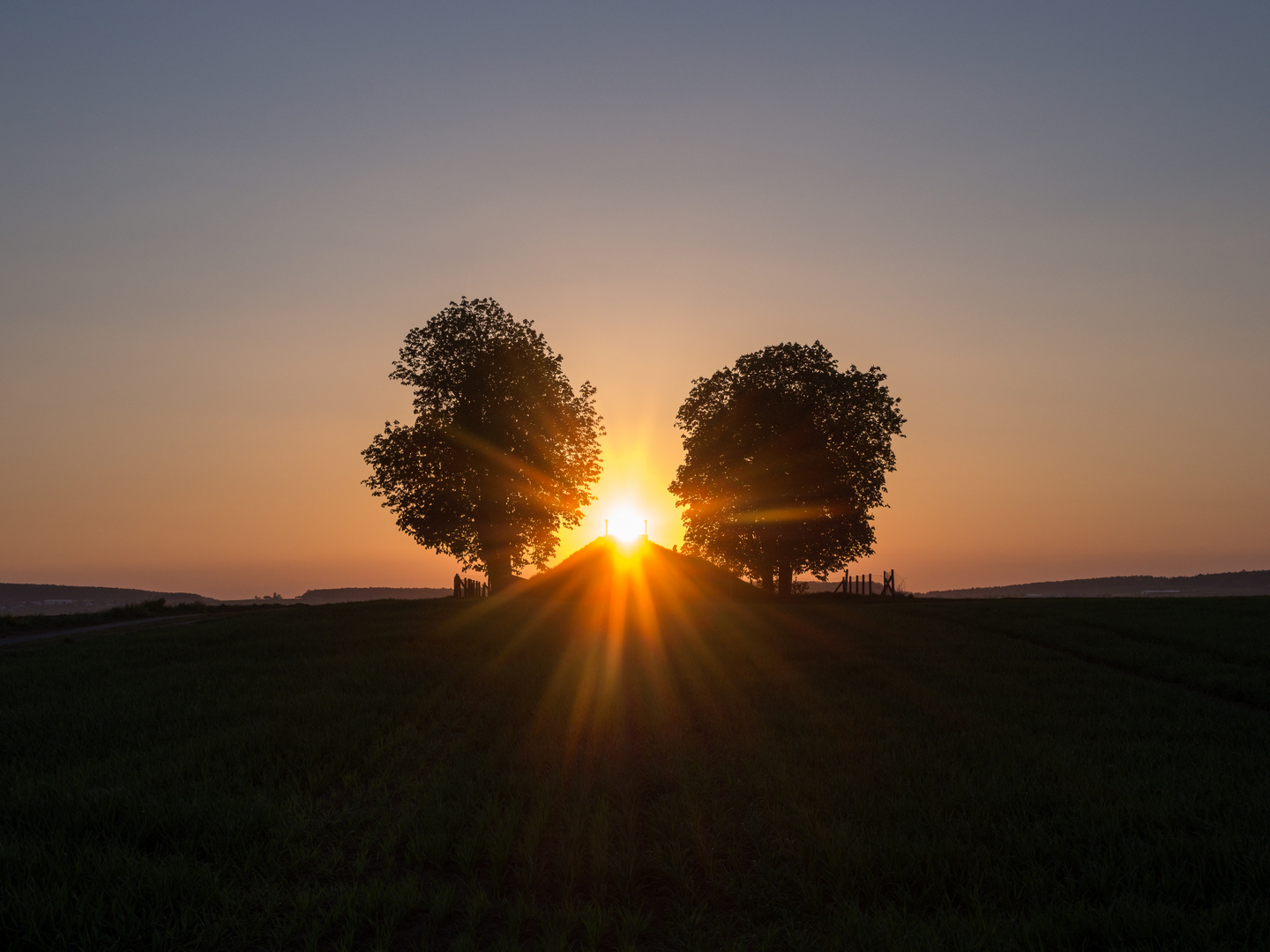 Das Geheimnis der Bäume