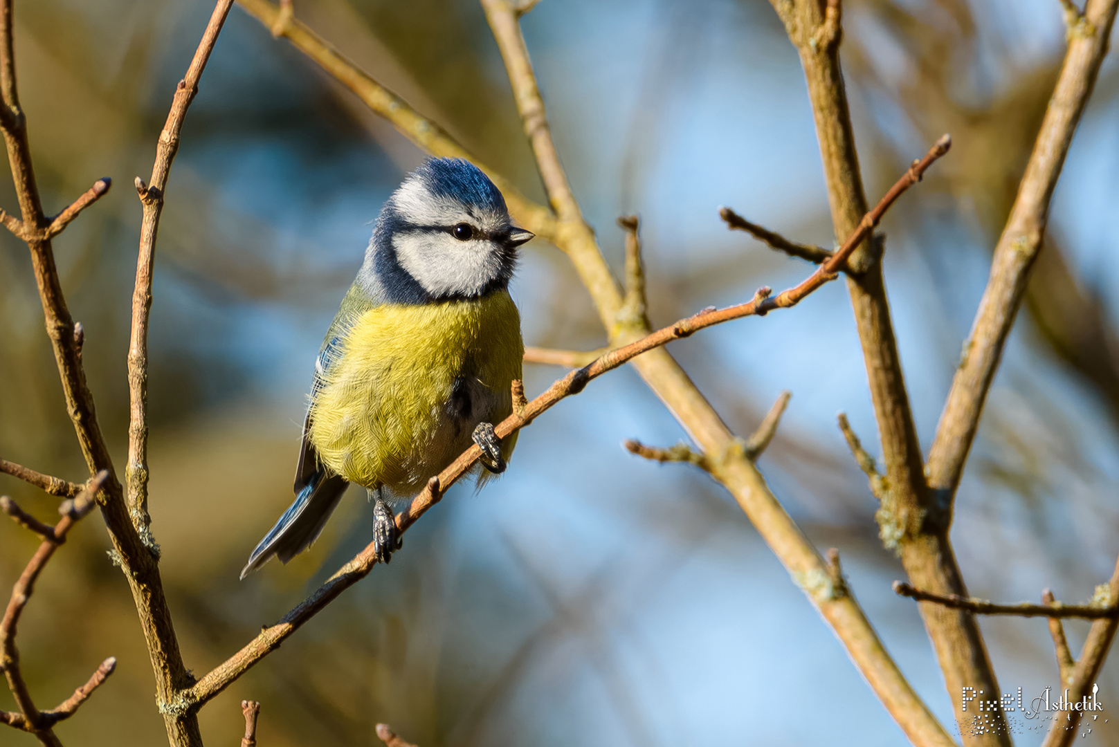 Das Geheimnis der Blaumeise