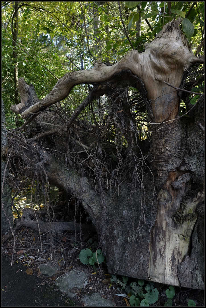 Das Geheimnis der "Mangrove in München"