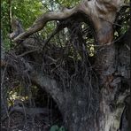 Das Geheimnis der "Mangrove in München"