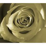 Das Geheimnis der Rose