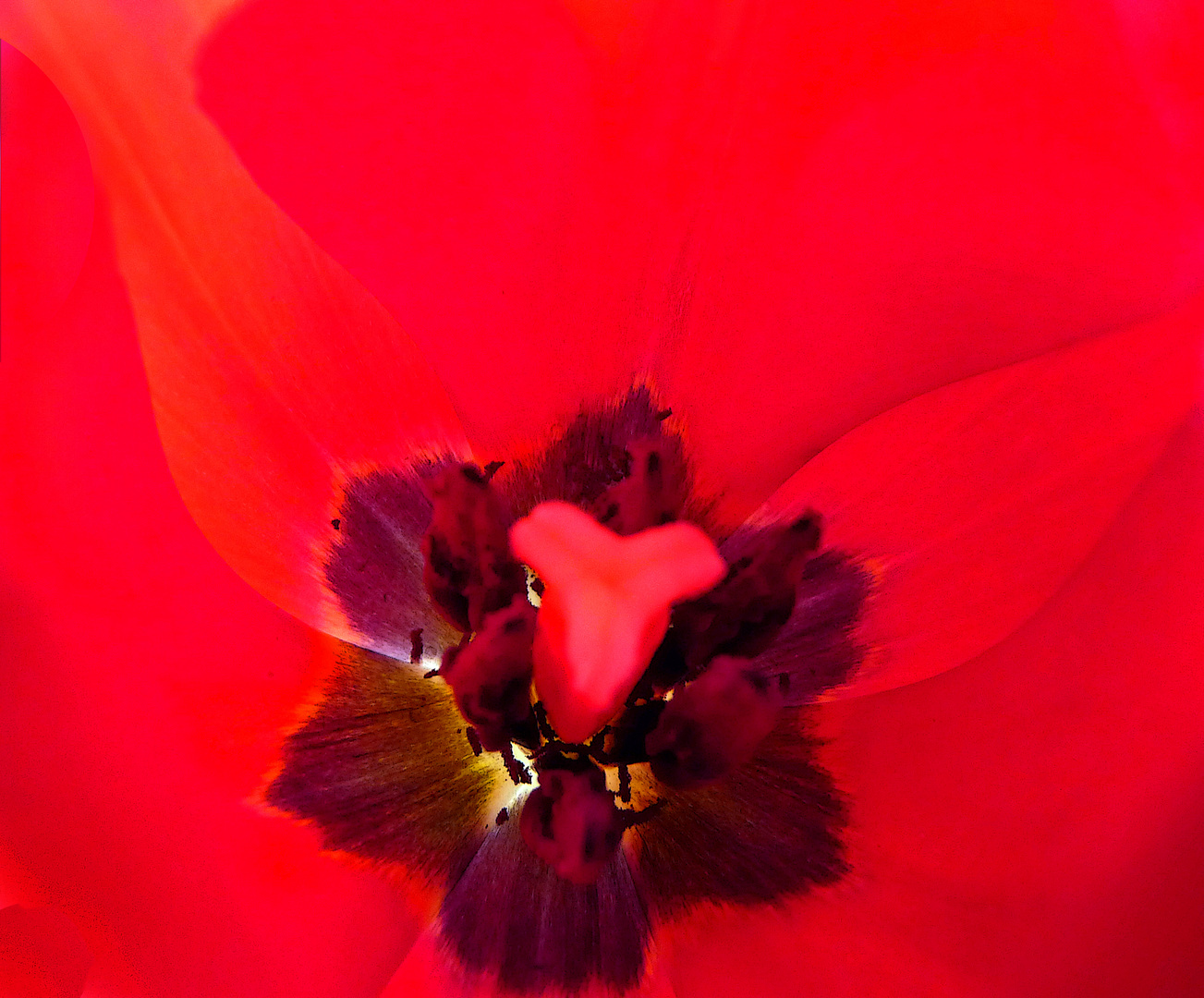 Das Geheimnis der roten Tulpe