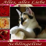 Das Geheimnis der Schlingelinerose