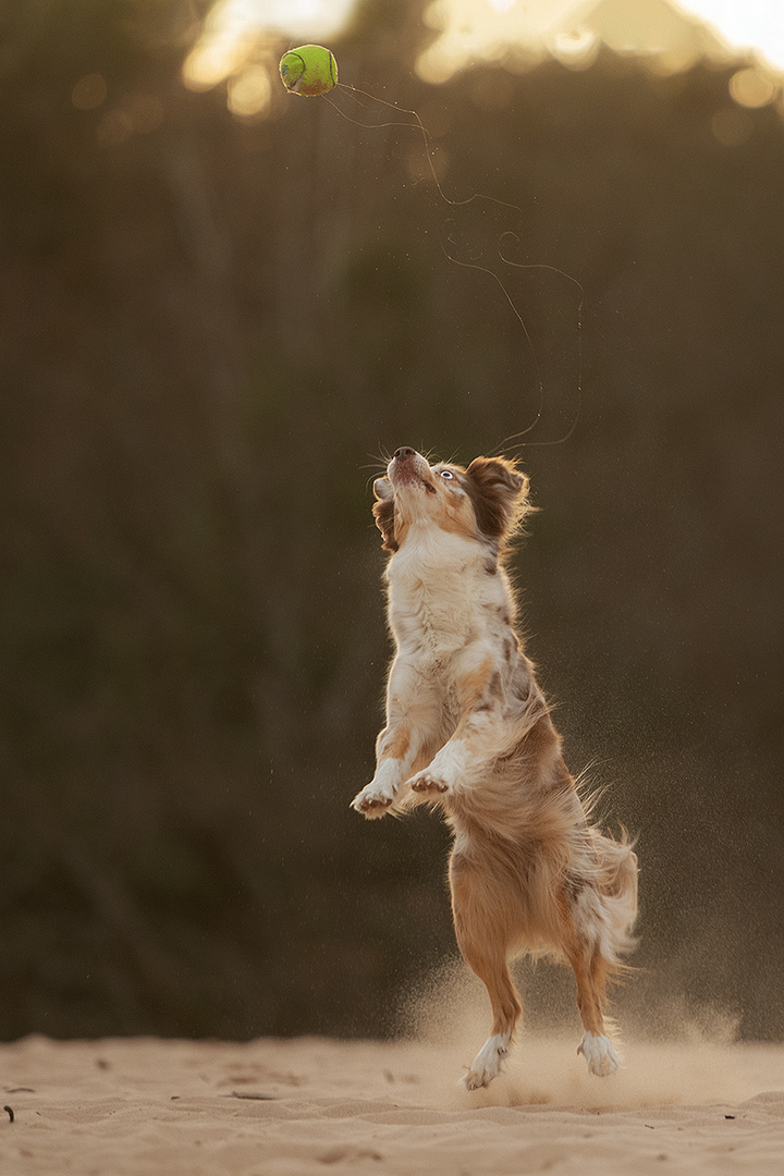 Das Geheimnis guter Hundeactionbilder?