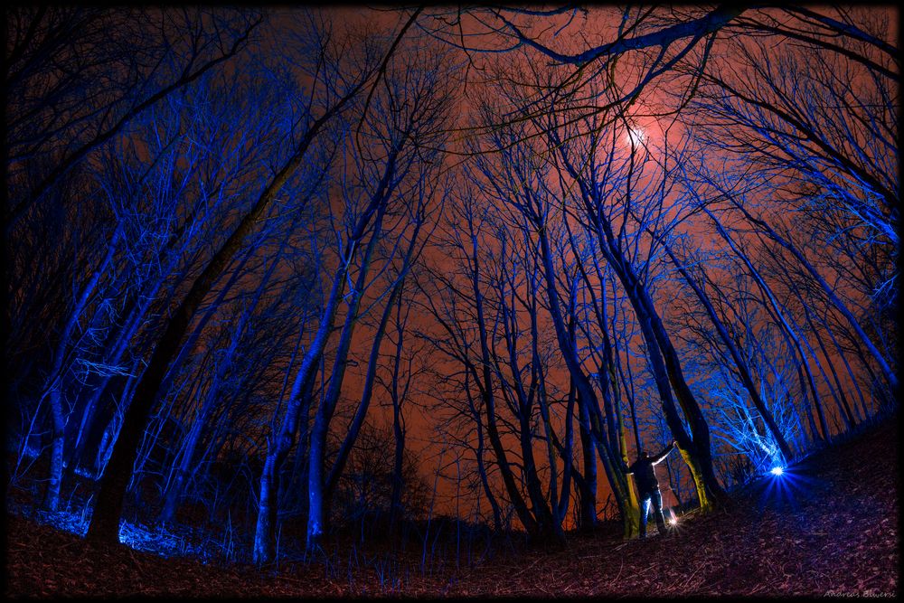 Das Geheimnis im Wald