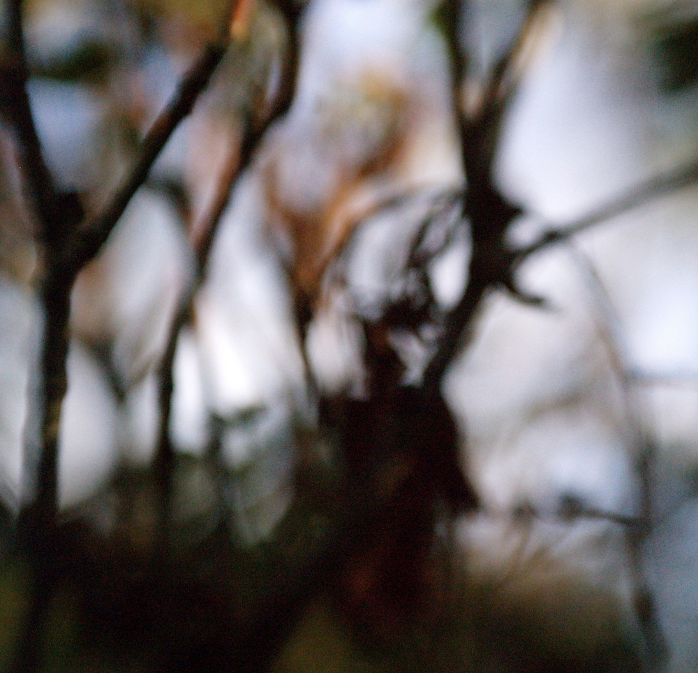 Das Geheimnis im Wald