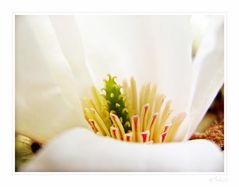 Das geheimnisvolle Innenleben der Magnolie