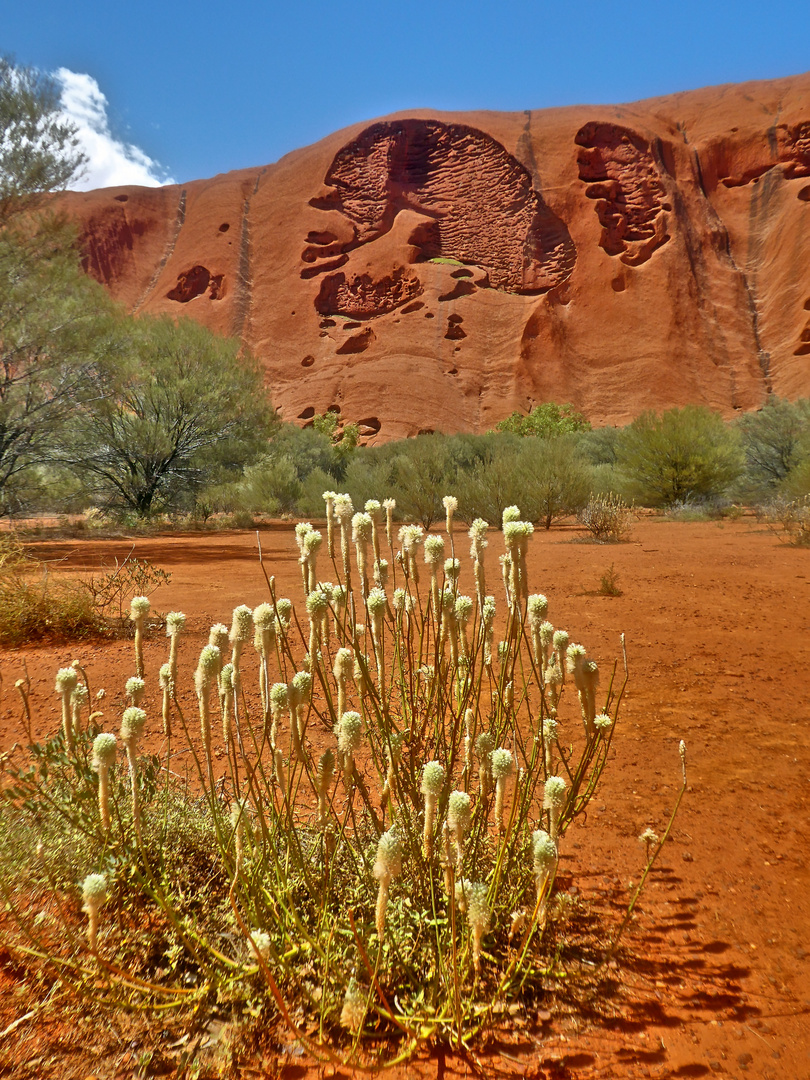 Das Gehirn des Uluru