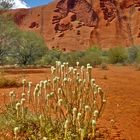 Das Gehirn des Uluru