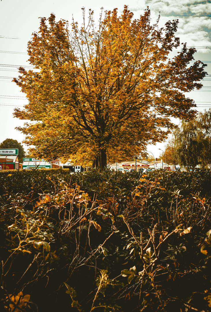 Das geht aber doch schnell jetzt mit dem Herbst