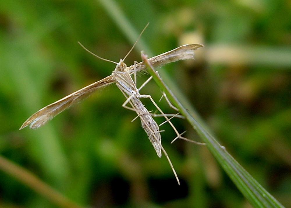 Das Geistchen vom Ottern (Platyptilia ochrodactyla)