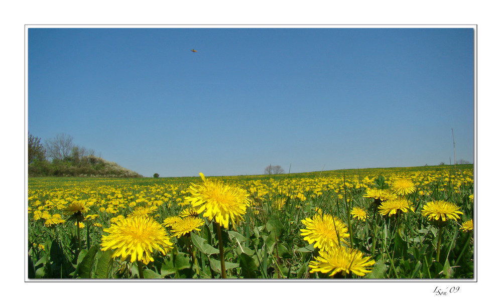 Das Gelb des Frühlings 2009