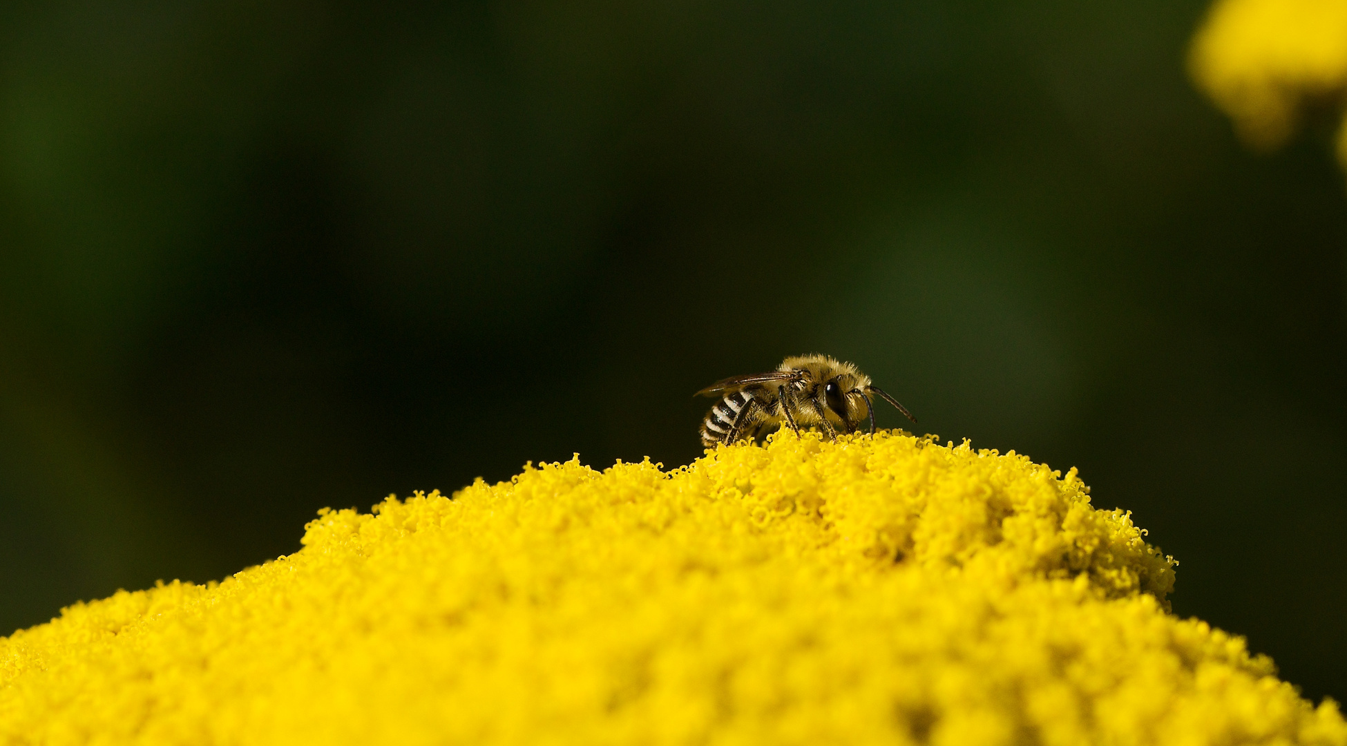 das Gelb wirkt bei Insekten absolut magisch