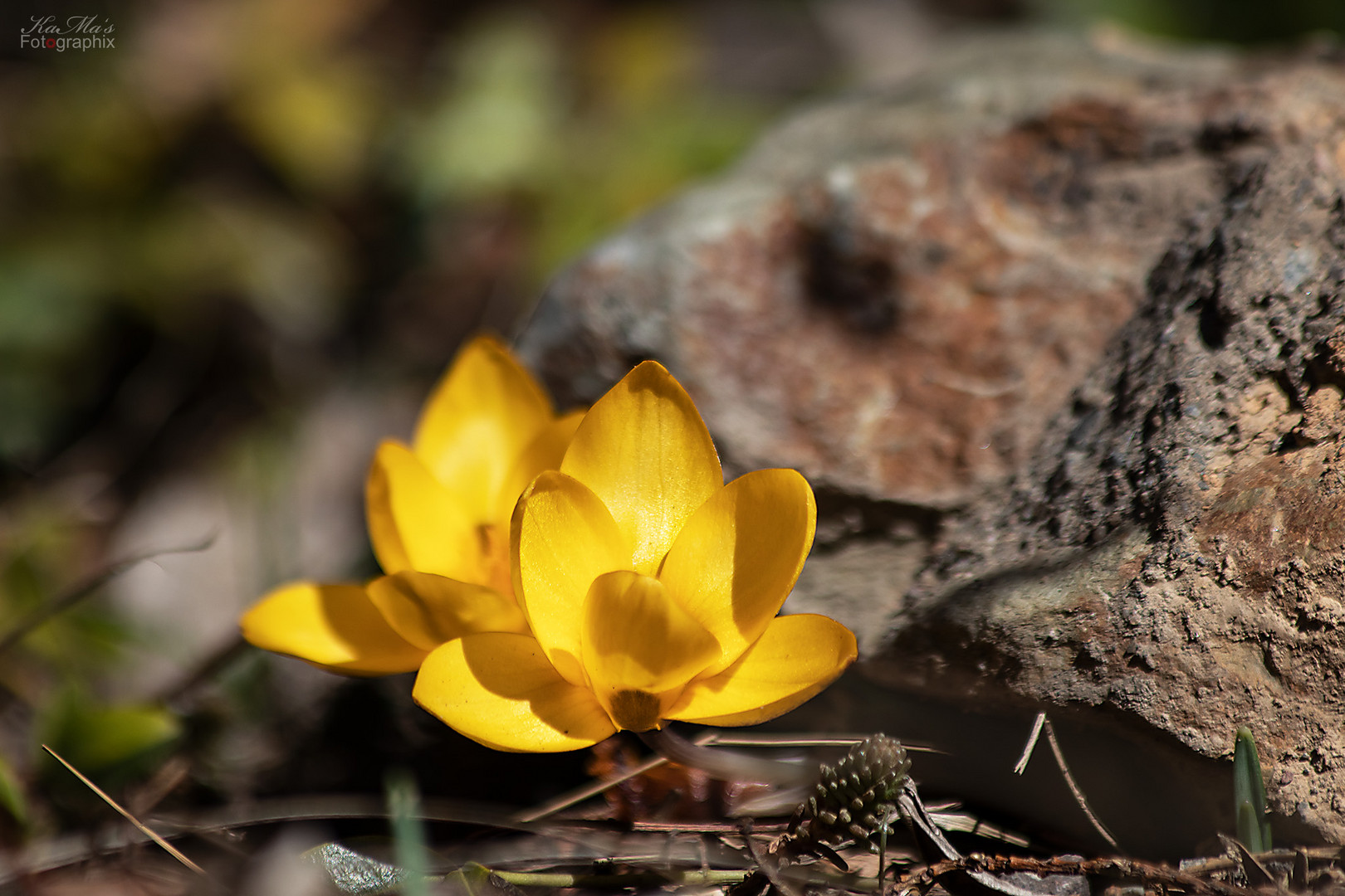 Das gelbe Blümchen