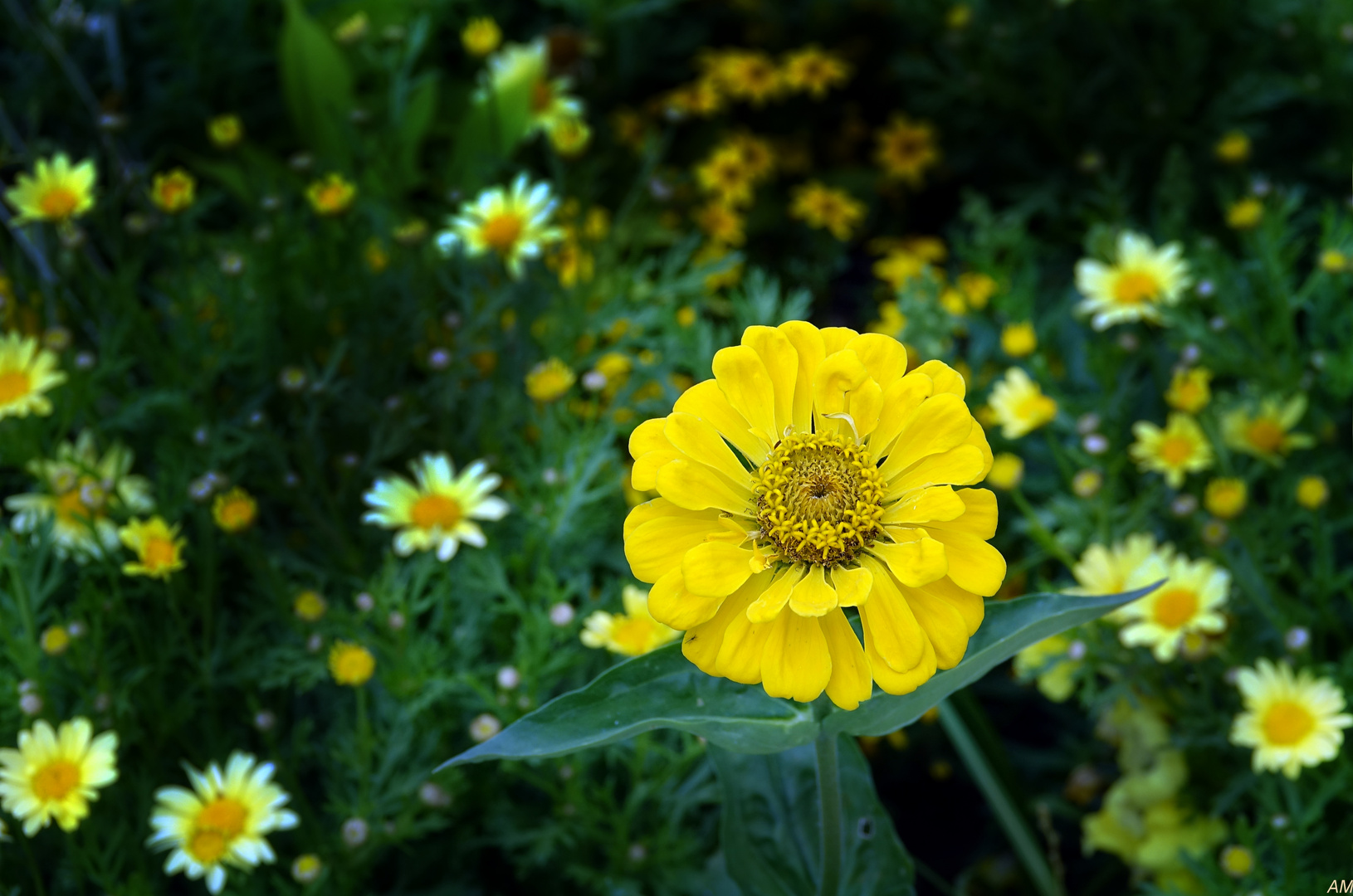 Das gelbe Blümchen ...