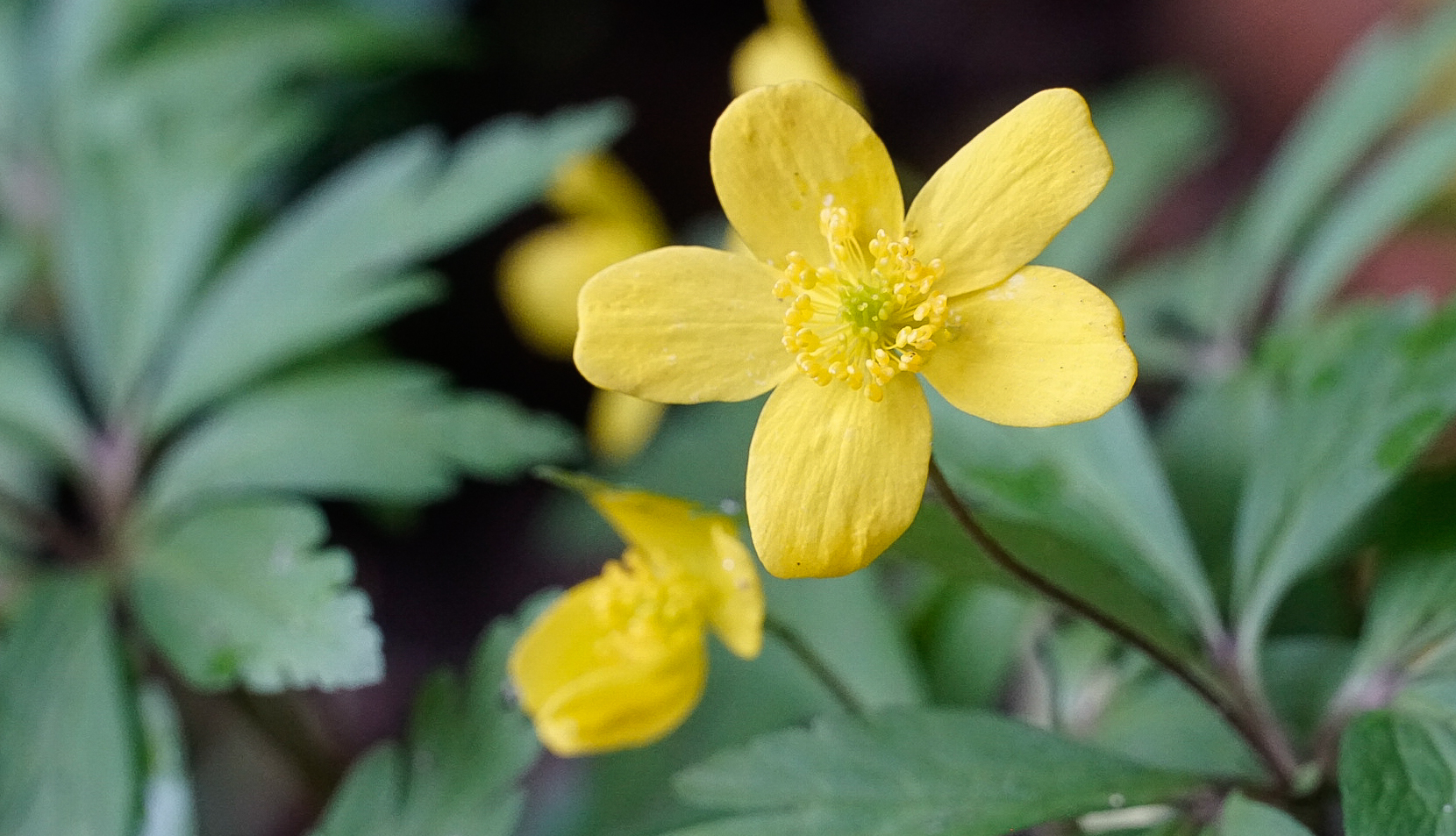 Das Gelbe Buschwindröschen (Anemone ranunculoides)