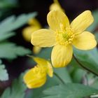 Das Gelbe Buschwindröschen (Anemone ranunculoides)