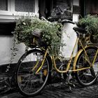 Das gelbe Fahrrad