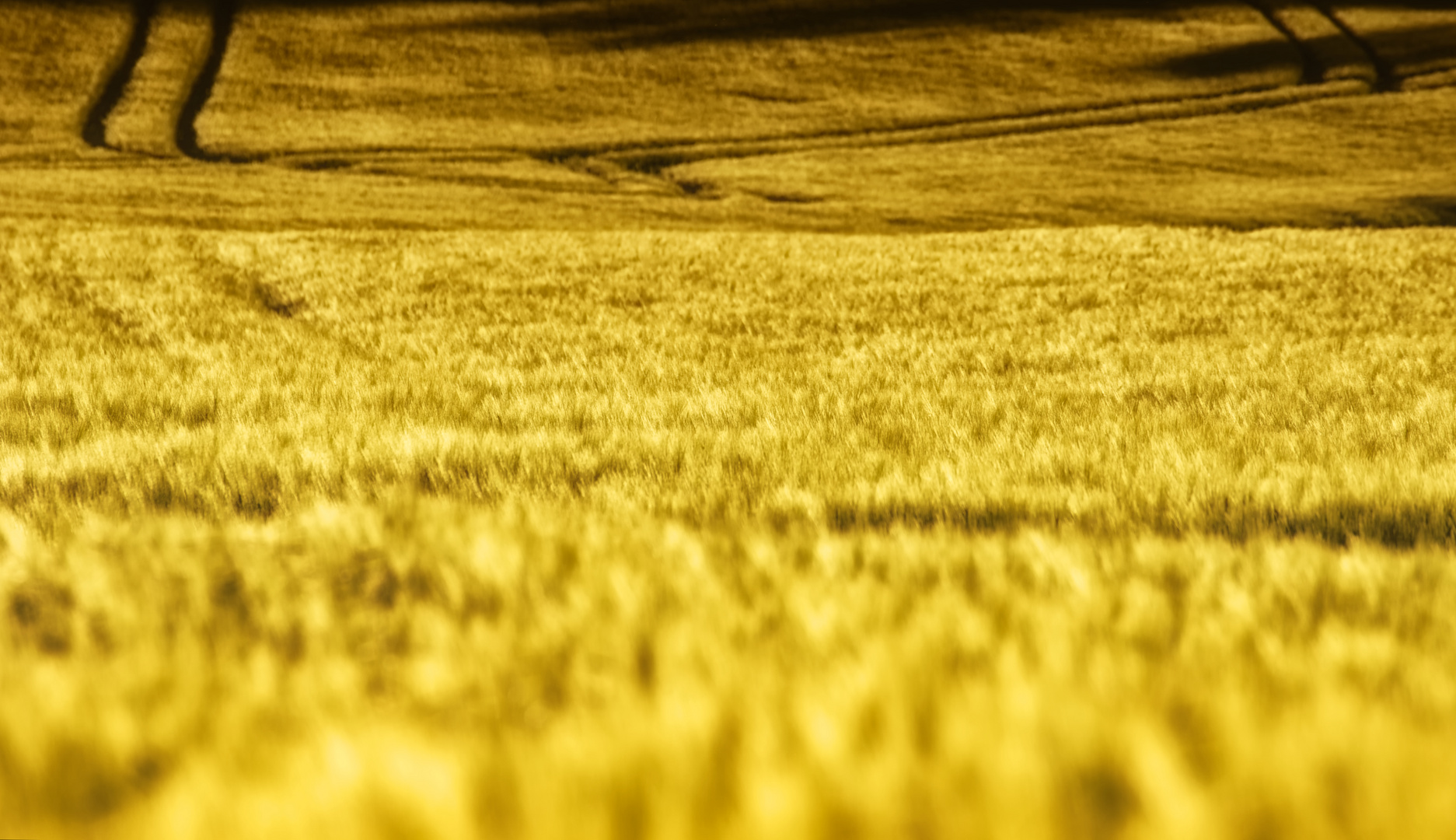 Das gelbe Feld