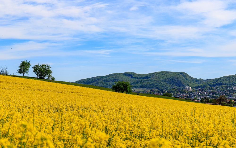 Das gelbe Feld