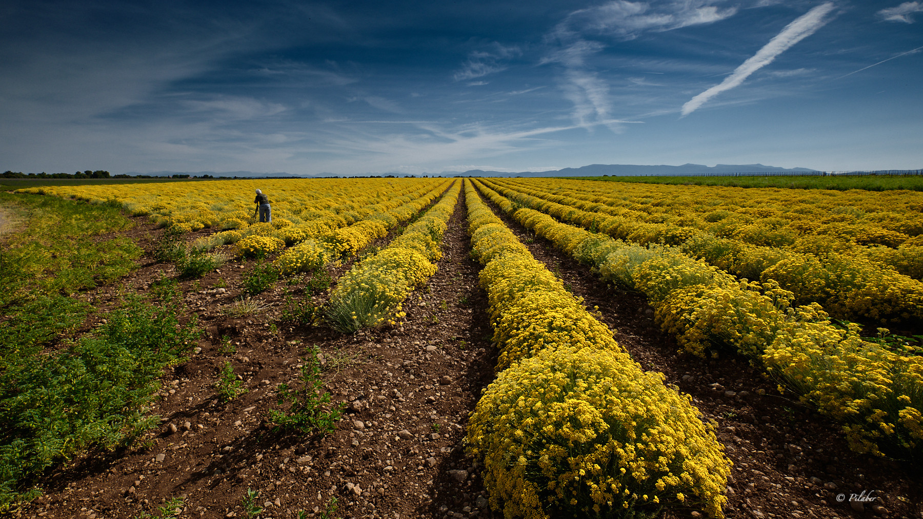 Das gelbe Feld