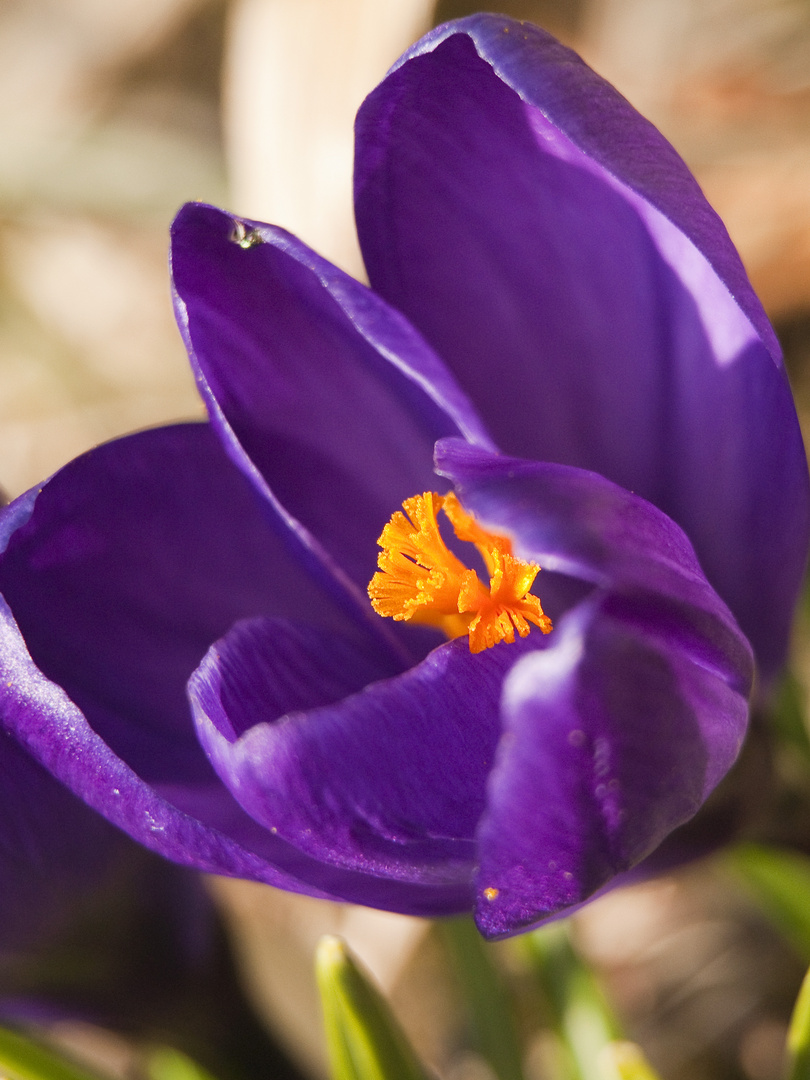 Das Gelbe im Krokus