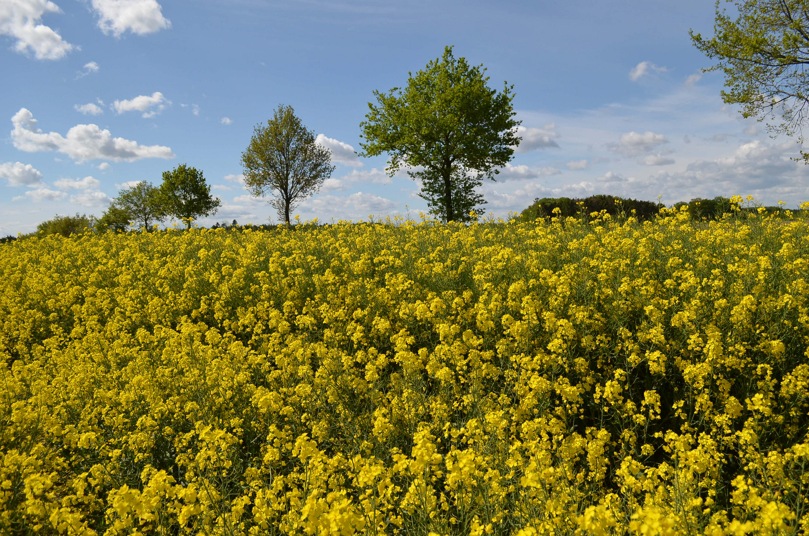 das gelbe Meer