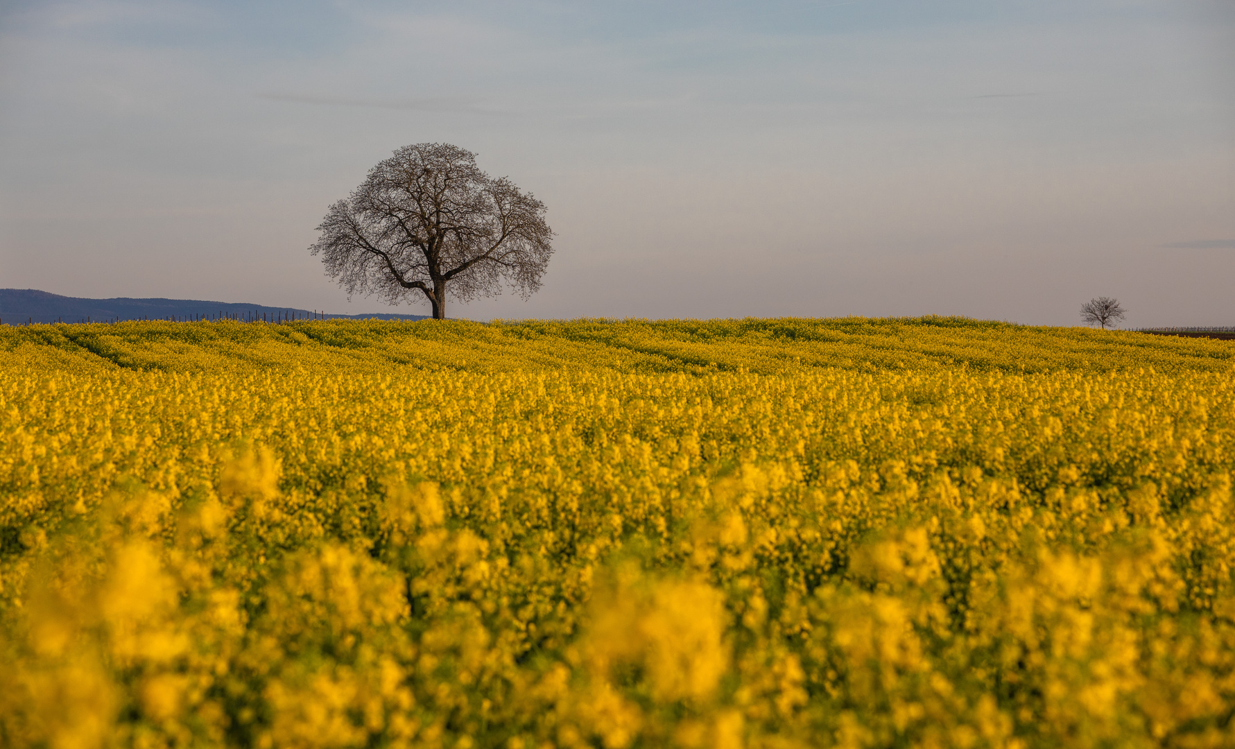 Das gelbe Meer