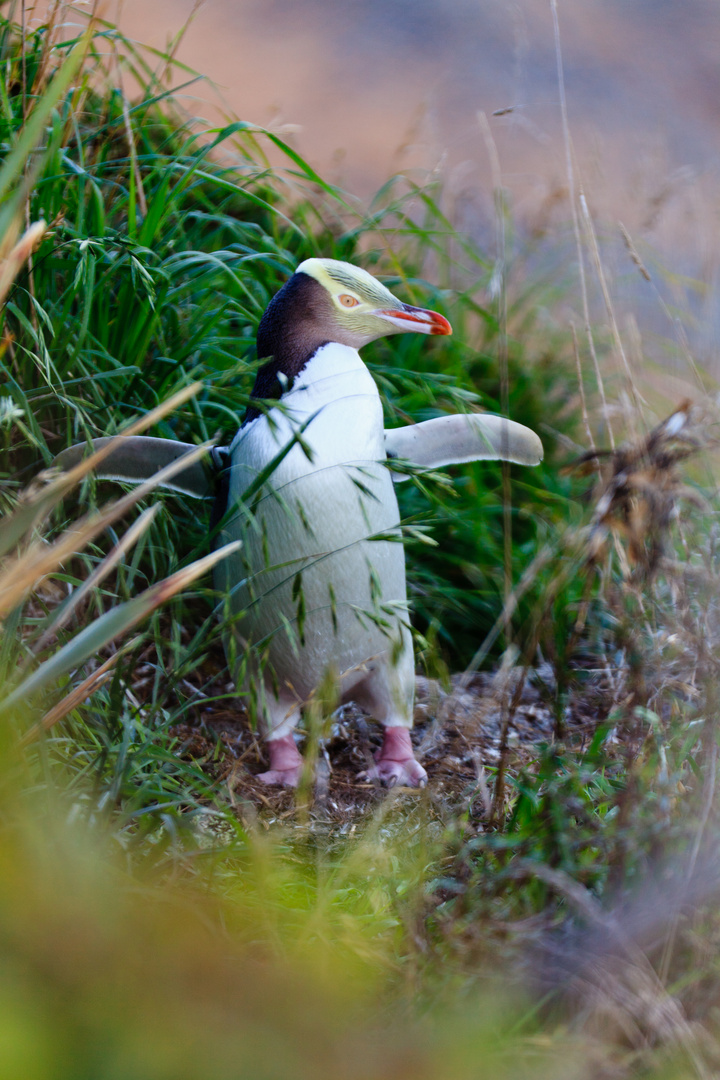 Das gelbe vom Ei? (yellow eyed penguin)