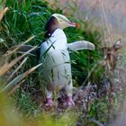 Das gelbe vom Ei? (yellow eyed penguin)