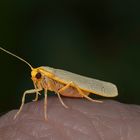 Das Gelbleib-Flechtenbärchen