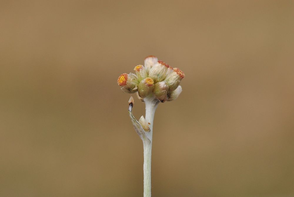 Das Gelbweiße Schein- Ruhrkraut (Pseudognaphalium luteoalbum)