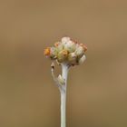 Das Gelbweiße Schein- Ruhrkraut (Pseudognaphalium luteoalbum)