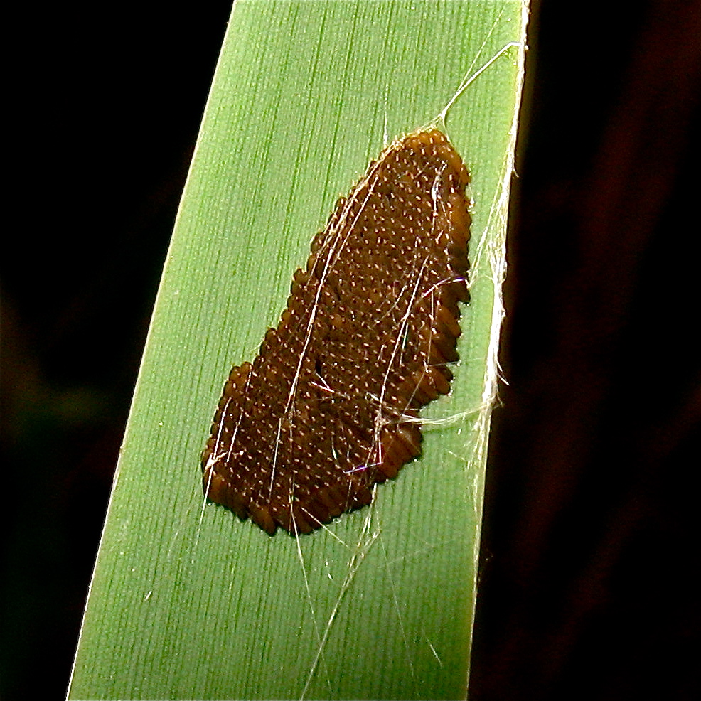 Das Gelege der Schlammfliege (Sialis sp.), an Schmalblättrigem Rohrkolben