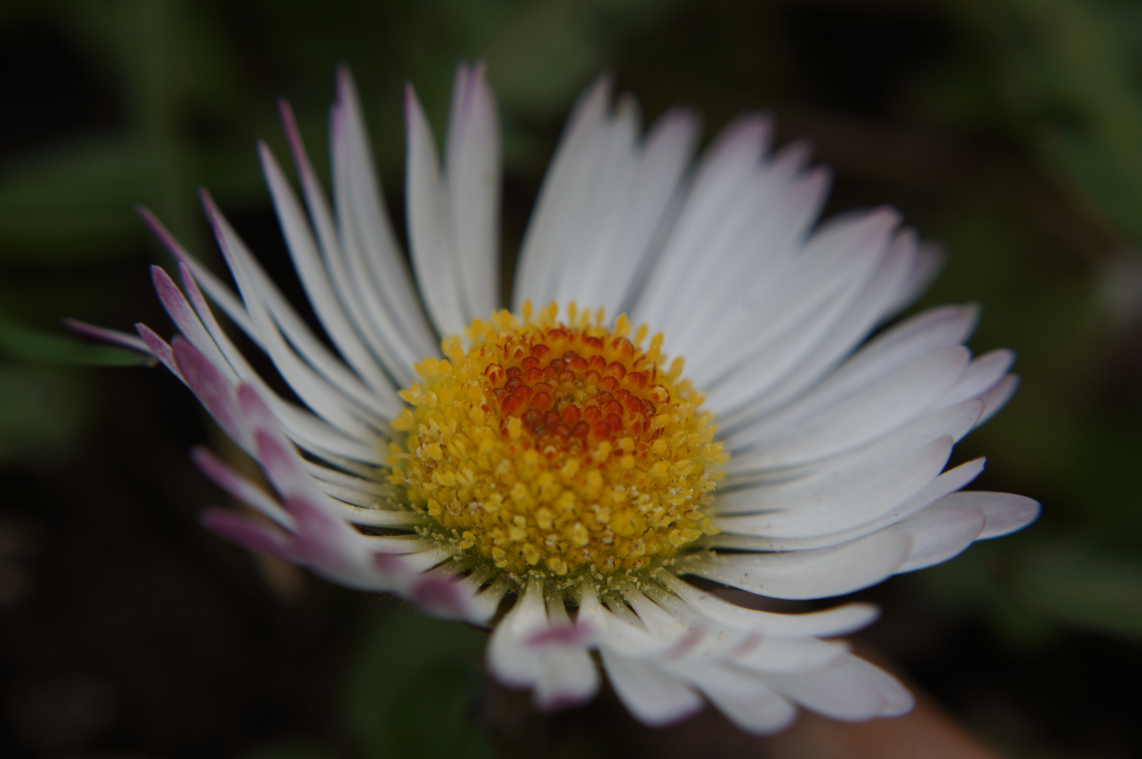 Das gemeine Gänseblümchen