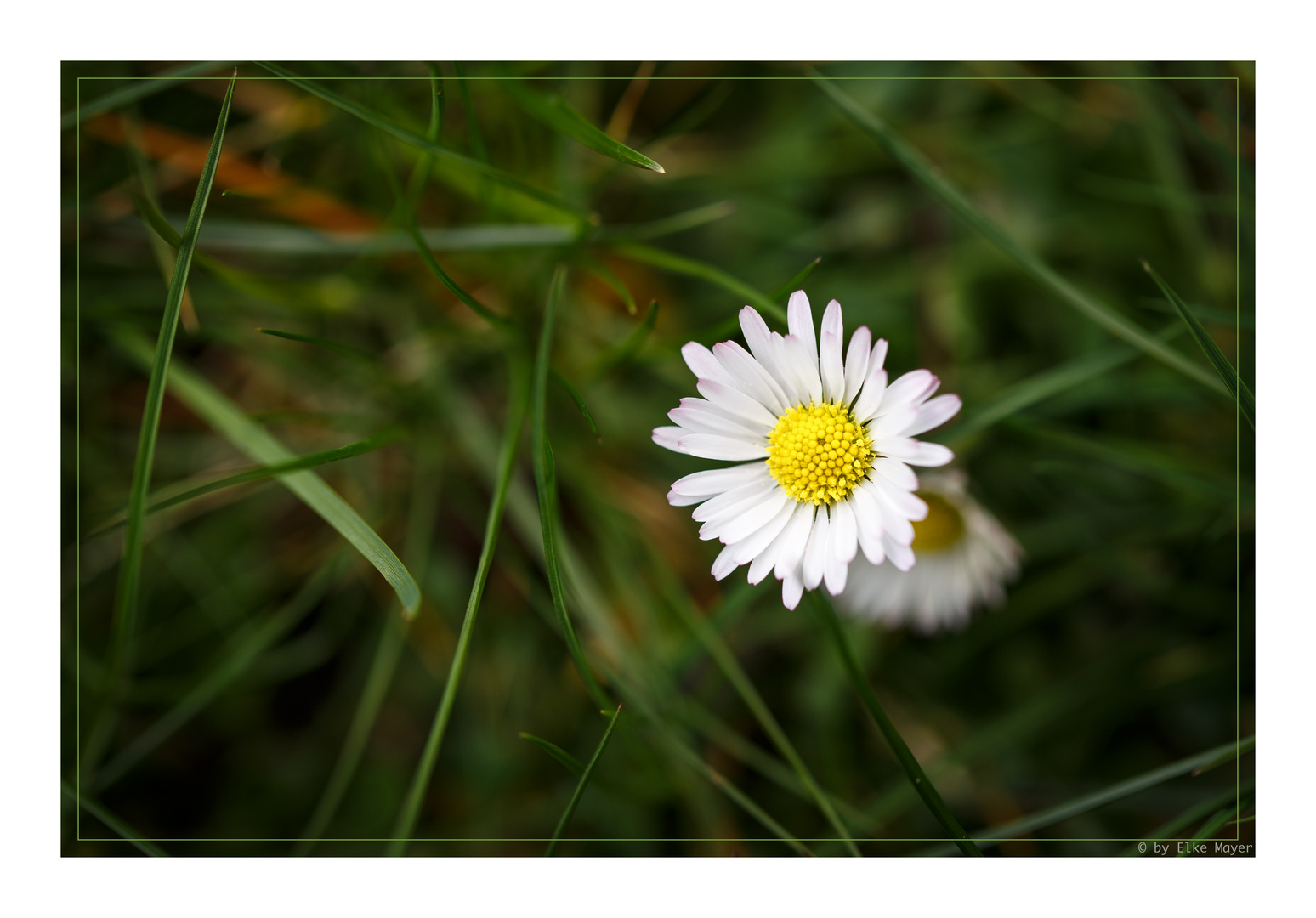 Das gemeine Gänseblümchen....