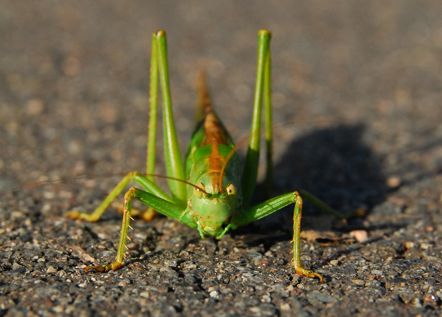 das gemeine grüne Heupferd