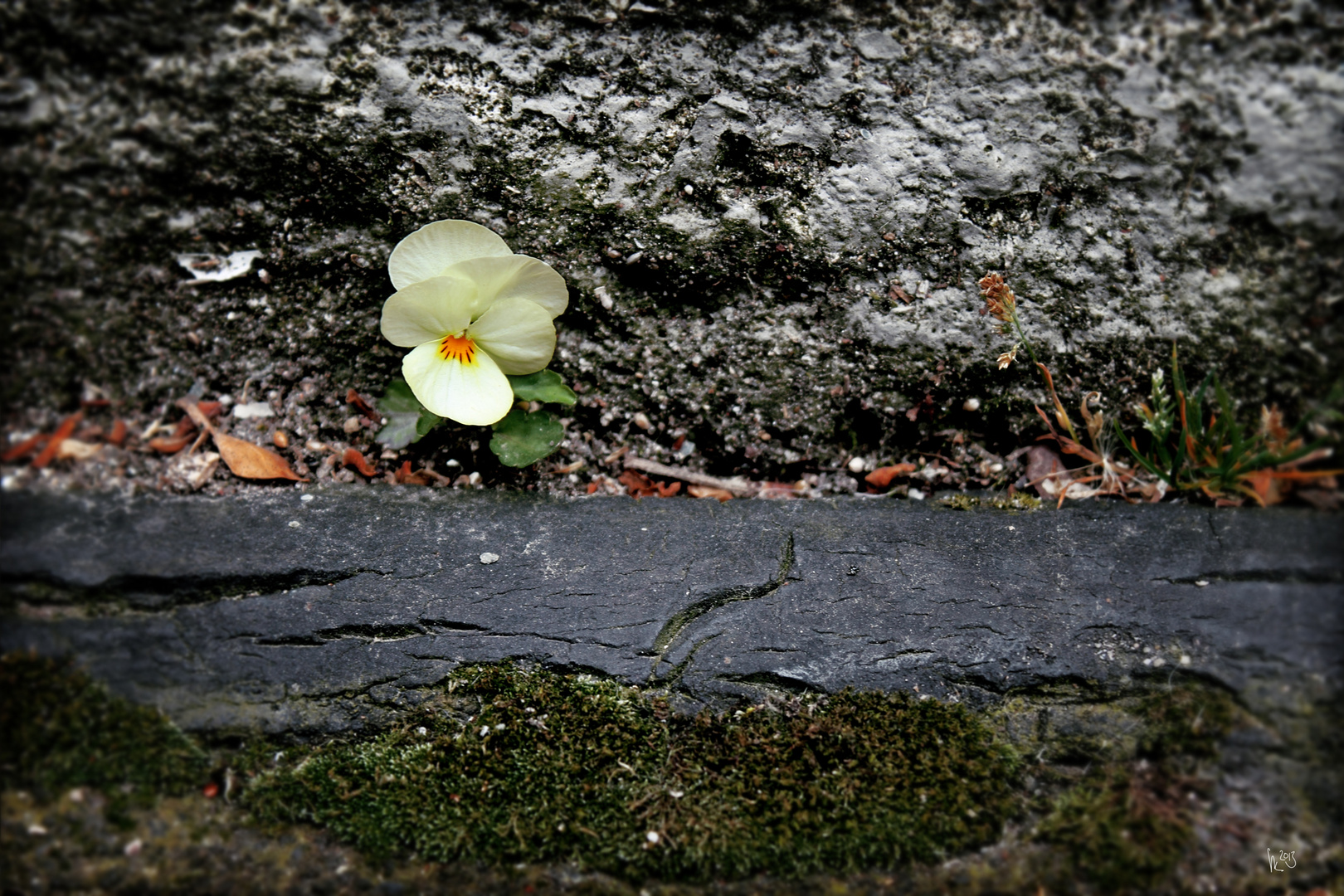 das gemeine Mauerblümchen