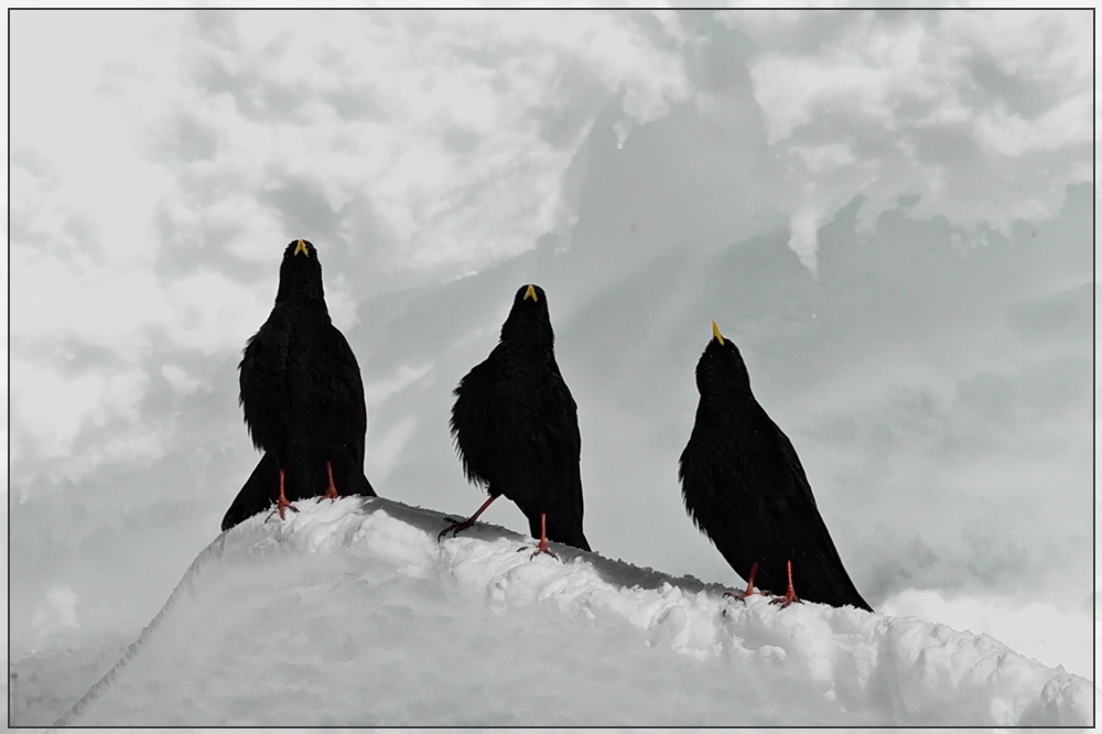 Das Gemmi Alpen-Trio