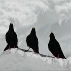 Das Gemmi Alpen-Trio