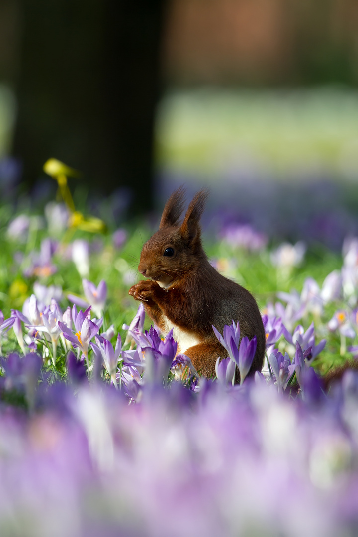 Das Genießerhörnchen