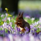 Das Genießerhörnchen